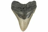 Serrated, Fossil Megalodon Tooth - Repaired #182602-1